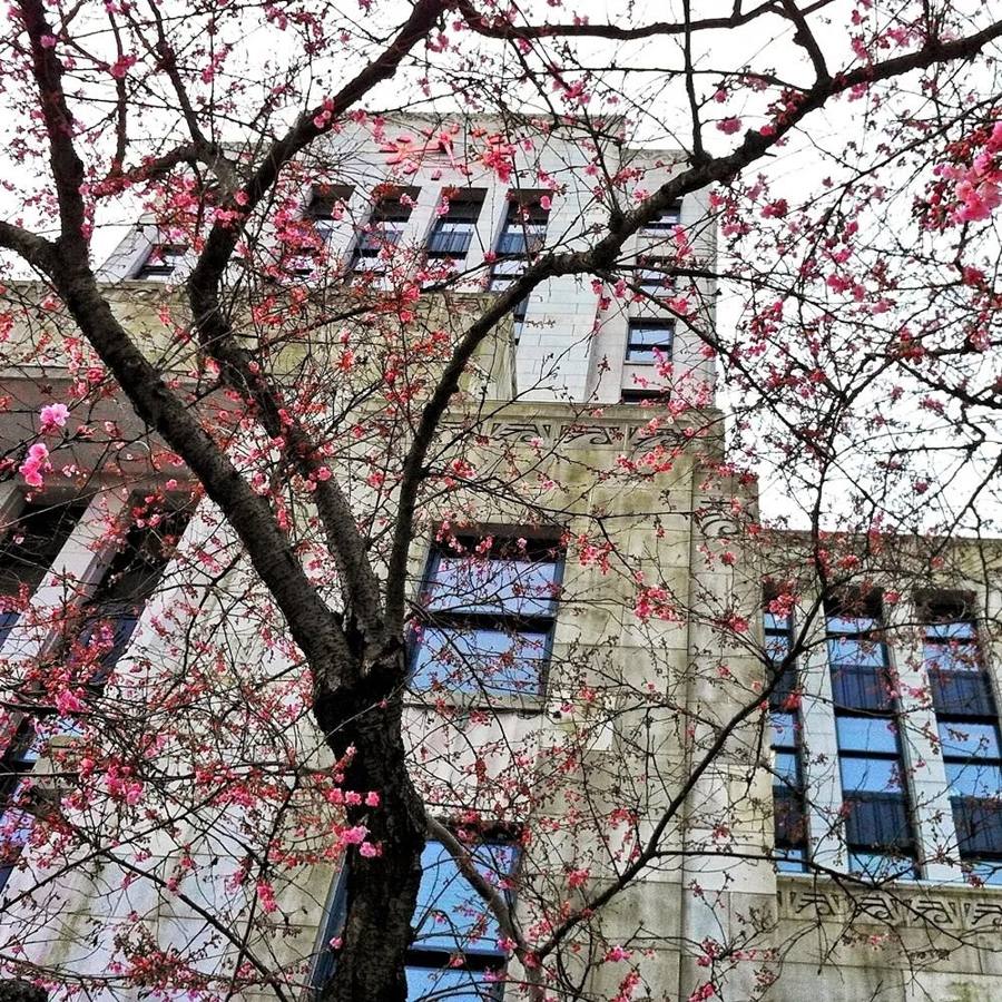 Early blossoms wow Vancouver; Toronto's cherry blossoms peak at the end of April