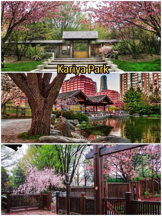 Toronto cherry blossoms peak next week: the full guide to spots not to miss