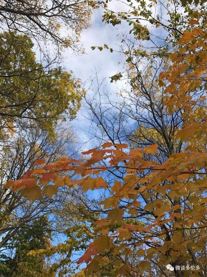 Toronto autumn colours