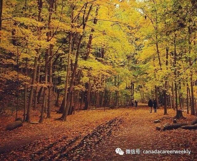 No need to go far: Toronto's ten best fall-foliage spots