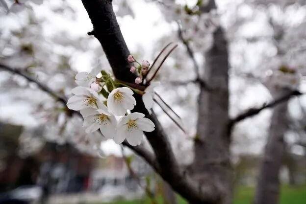Toronto cherry blossoms are out! 14 places to see them this year