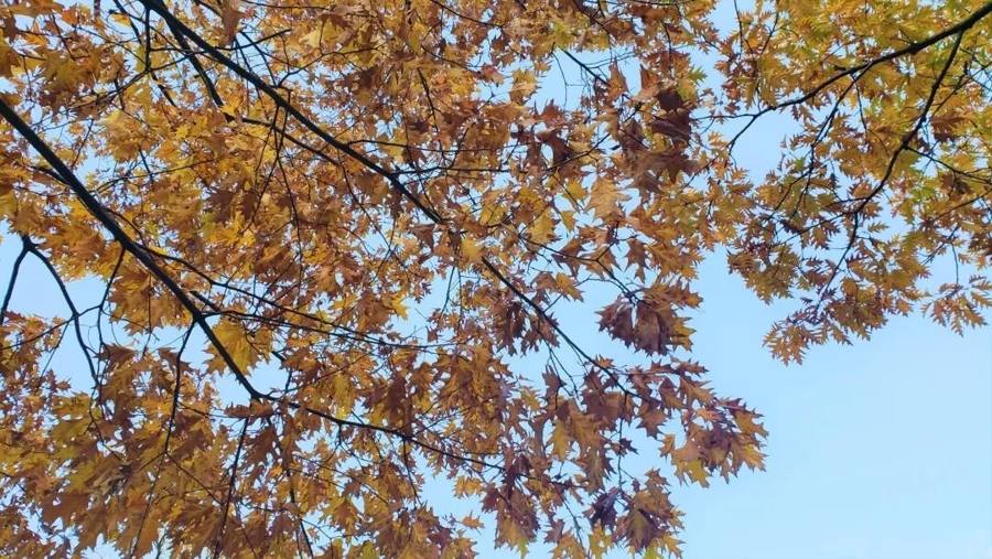 Catching the tail of autumn: University of Toronto in fall