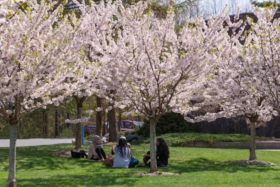Lots of real photos: Toronto's cherry blossom season arrives early, best viewing spots