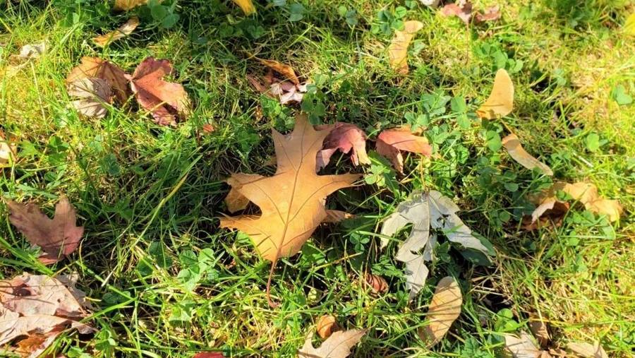 Catching the tail of autumn: University of Toronto in fall