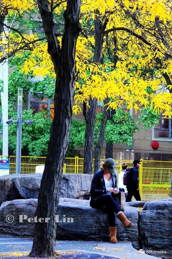Golden autumn: Toronto turns into a glittering golden city