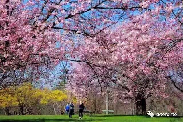 Early blossoms wow Vancouver; Toronto's cherry blossoms peak at the end of April