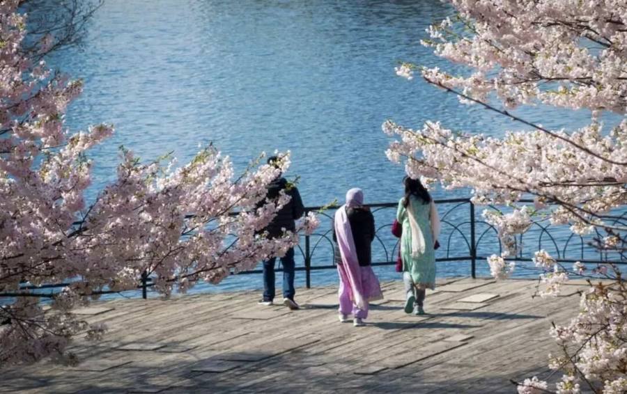 Spectacular! Toronto cherry blossoms bloom early; don't go to the wrong place