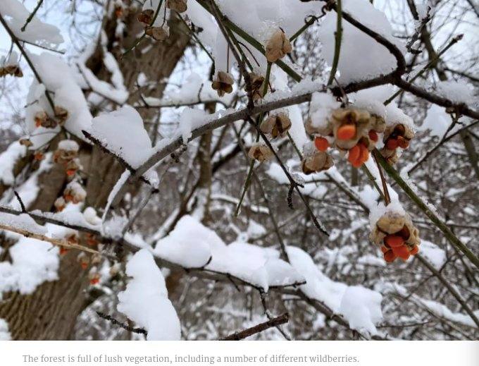 Toronto's beautiful winter trail: escape the city in a second