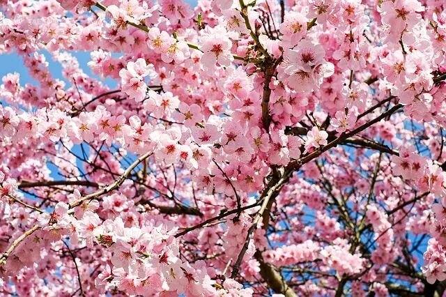 Toronto cherry blossom hideaways: quiet spots to shoot, skip the crowds