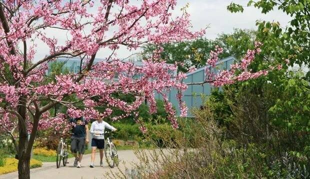 Lots of real photos: Toronto's cherry blossom season arrives early, best viewing spots