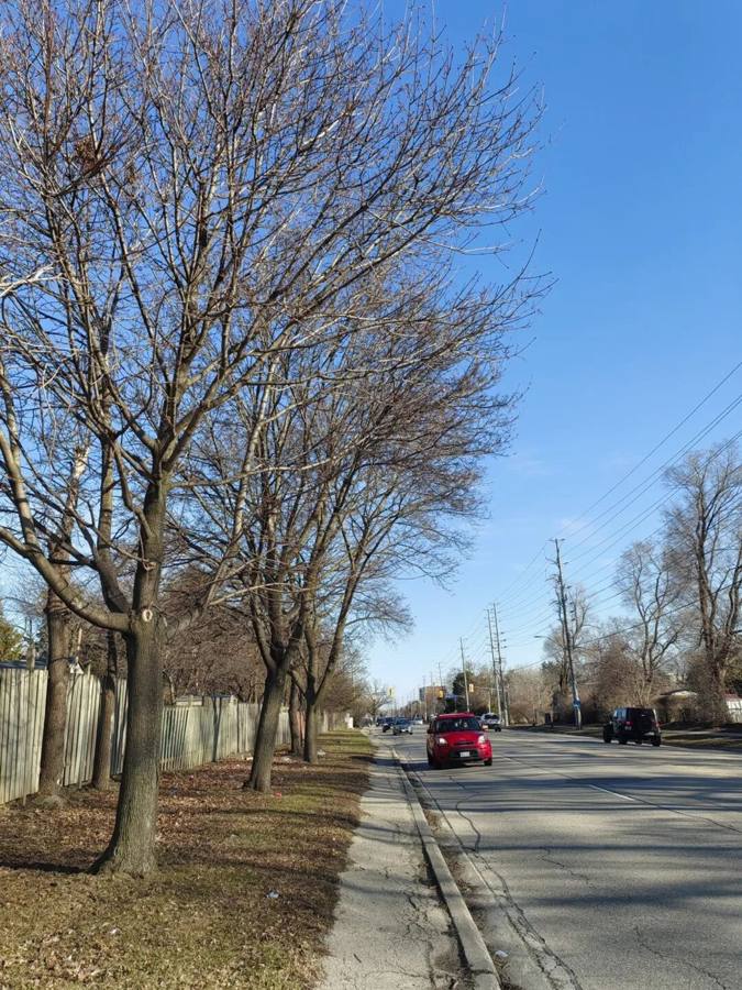 Spring has come to Toronto