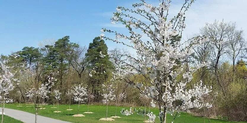 Toronto cherry blossoms are out! 14 places to see them this year