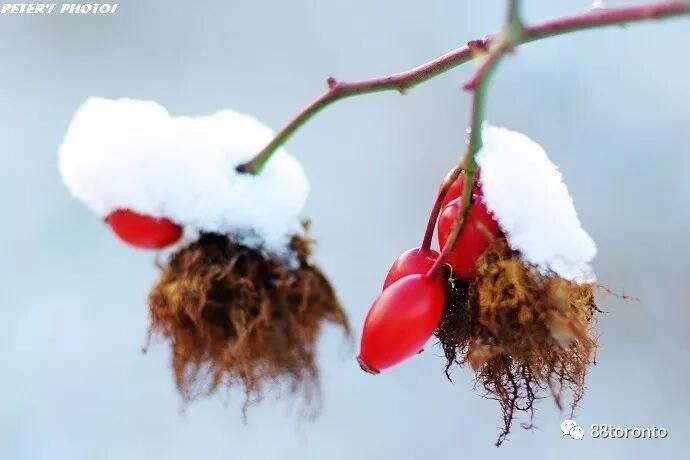 Just a few light snowfalls, yet Toronto's winter is this beautiful