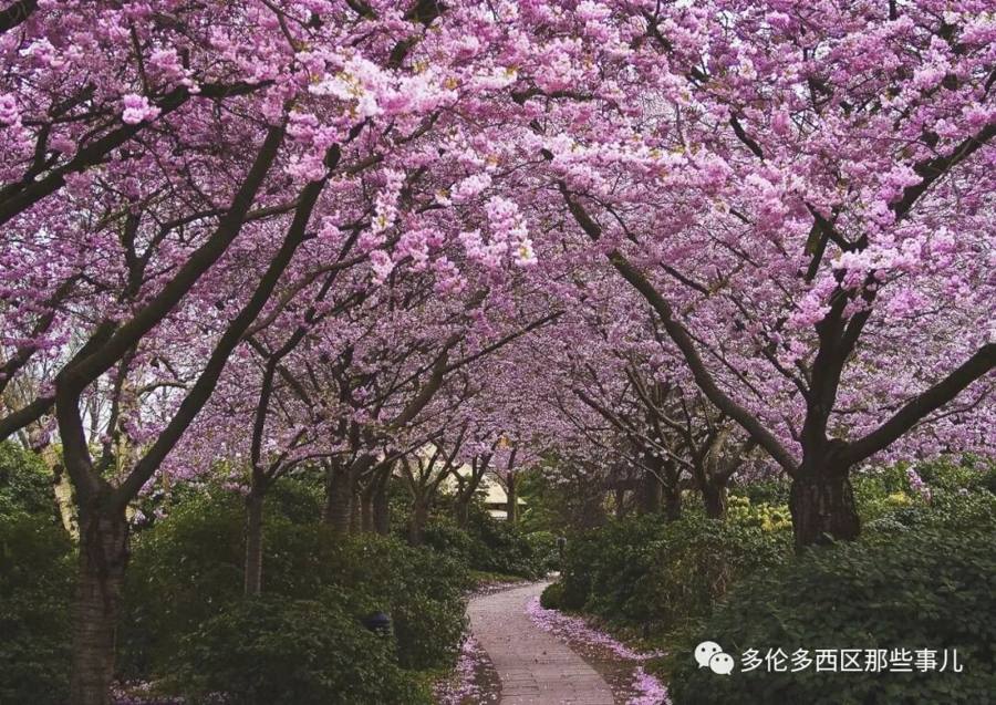 Toronto cherry blossoms about to bloom: romantic spots beyond High Park