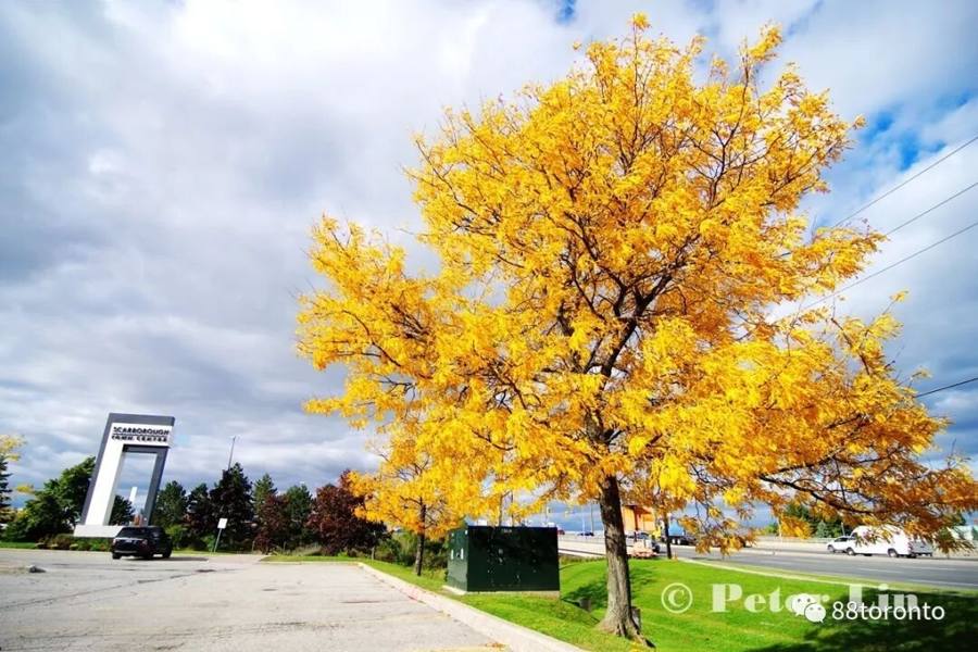 Golden autumn: Toronto turns into a glittering golden city