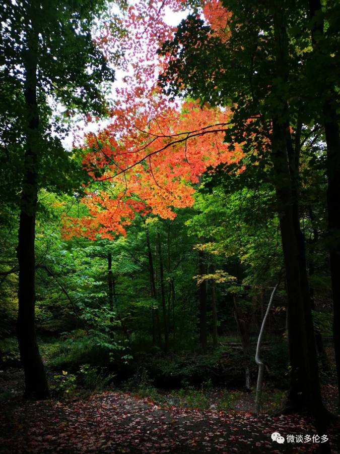 Toronto autumn colours