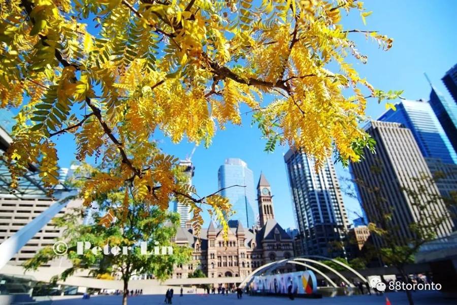 Golden autumn: Toronto turns into a glittering golden city