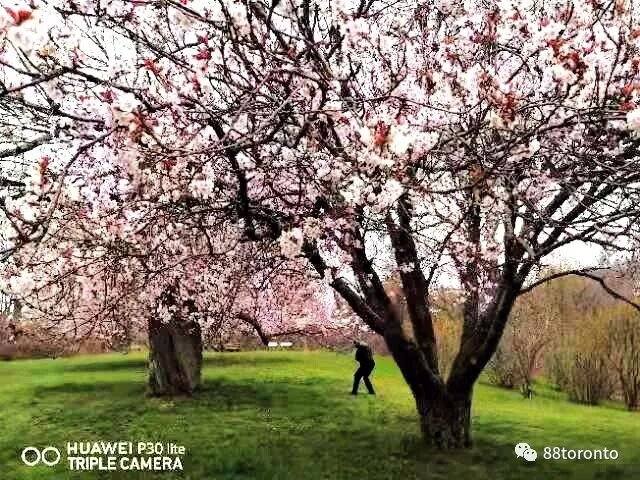 Early blossoms wow Vancouver; Toronto's cherry blossoms peak at the end of April