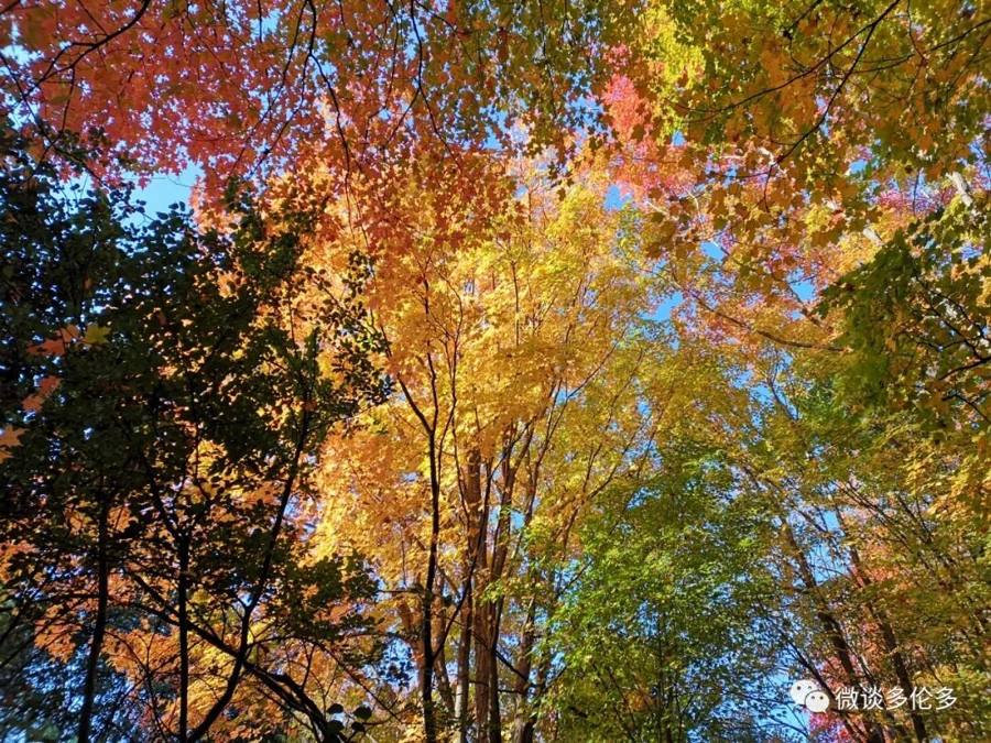 Toronto autumn colours