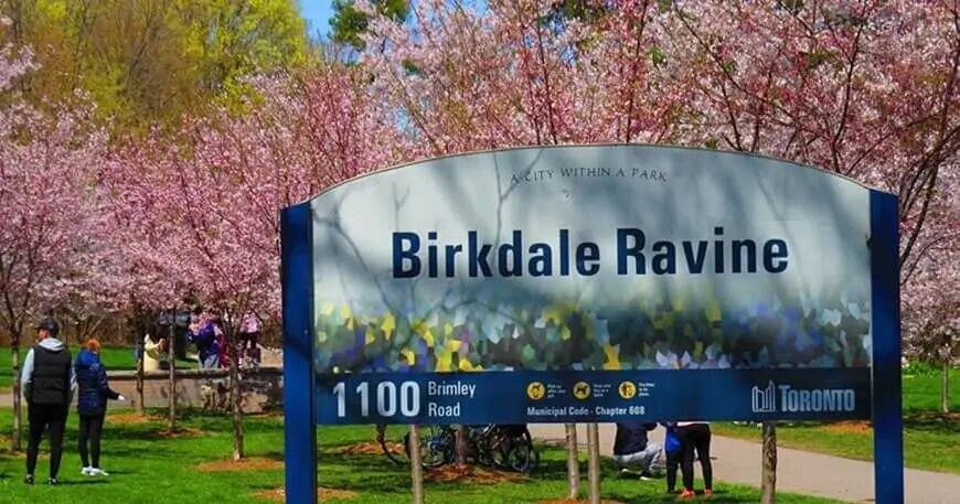 Lots of real photos: Toronto's cherry blossom season arrives early, best viewing spots